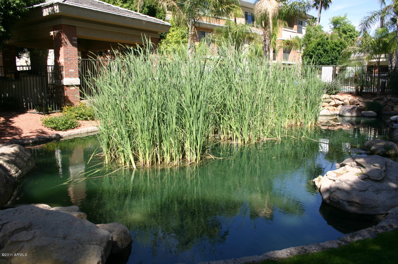 4488 East Thomas Road, Unit 2005 Phoenix, AZ 85018 - Photo 33 of 37 IMG_1634