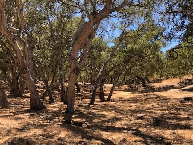 a view of road and trees