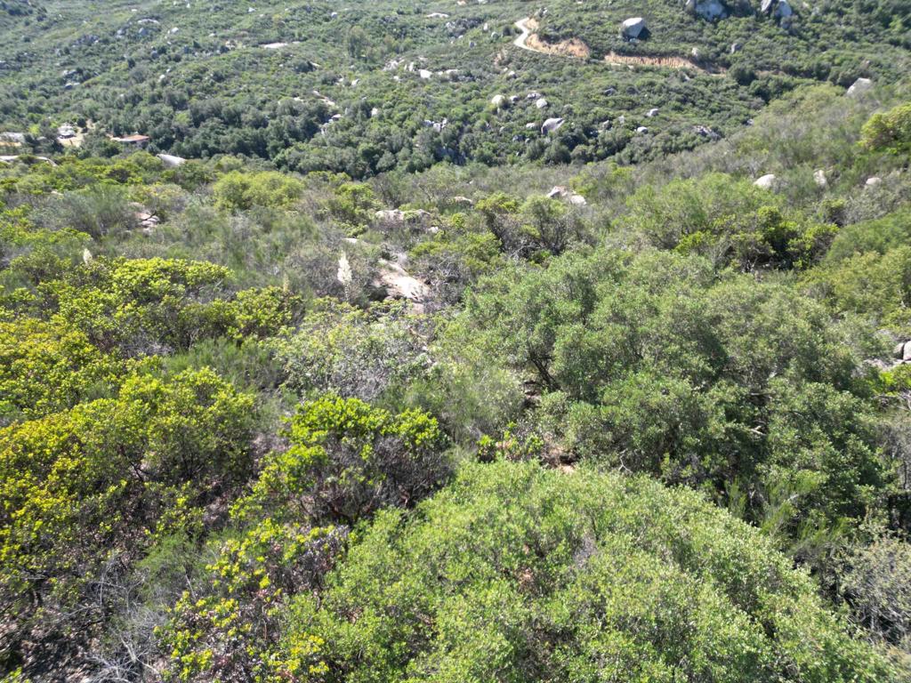 0 Rockhouse Road Ramona, CA 92065 - Photo 17 of 21 a view of a lush green forest with trees and houses