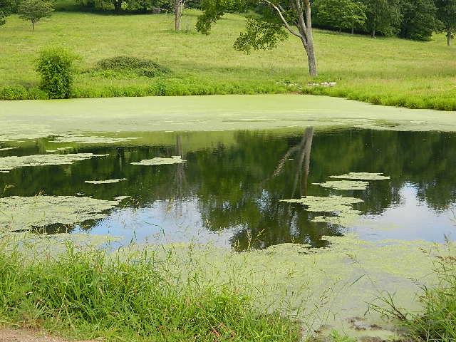 4351 Trinity Road Franklin, TN 37064 - Photo 6 of 10 a view of a lake with a yard