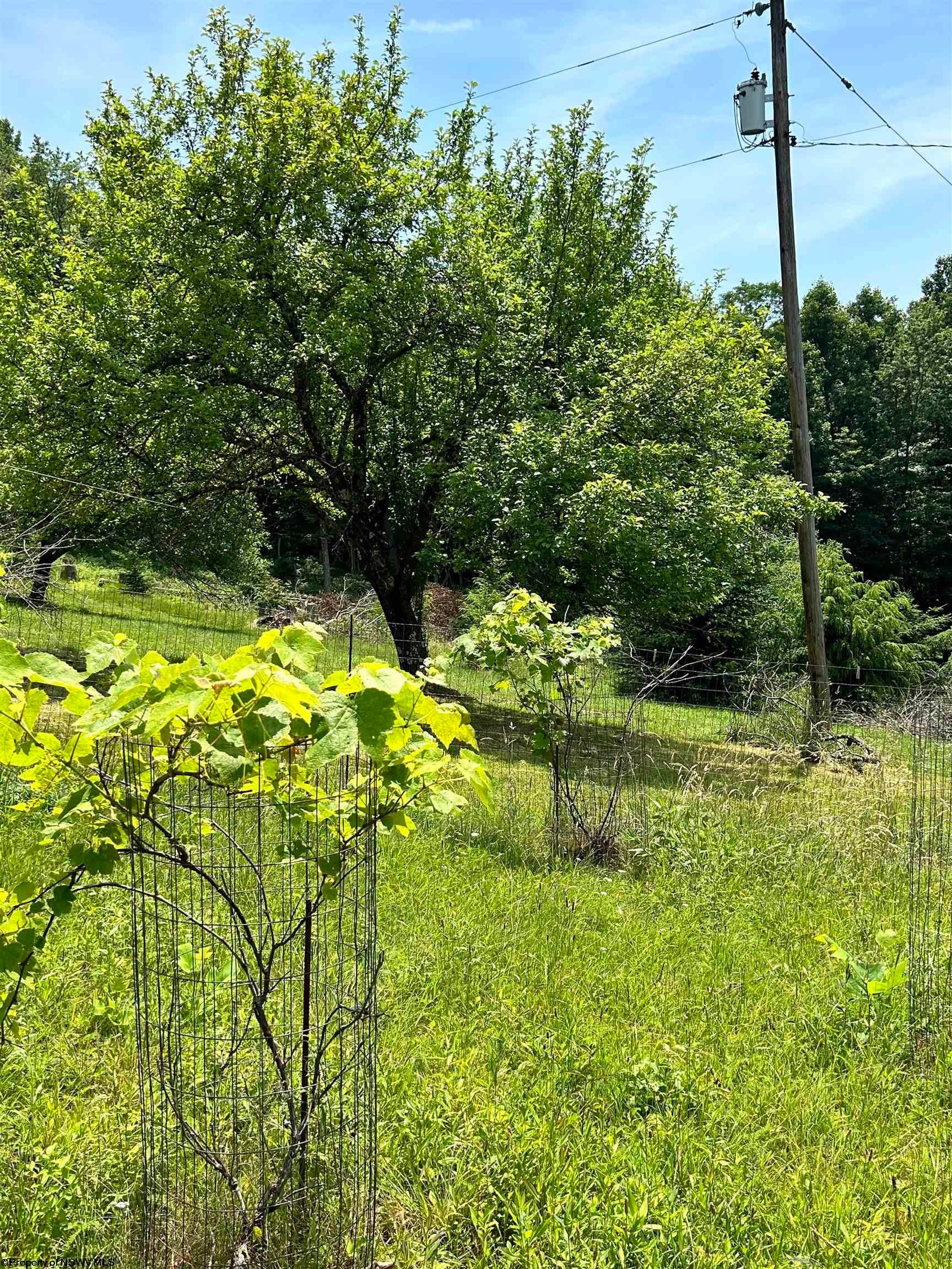 10447 Limestone Road Parsons, WV 26287 - Photo 14 of 15 Gallery Image 14
