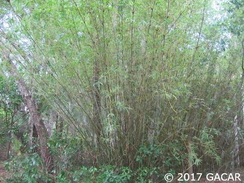 270 Swan Lake Road Melrose, FL 32666 - Photo 24 of 24 Gallery Image 24