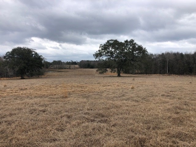 163.38-ac Cravey Bridge Road Florala, AL 36442 - Photo 27 of 49 Gallery Image 27
