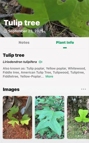 $225,000 | 366 Boland Drive, Lake Lure, NC 28746