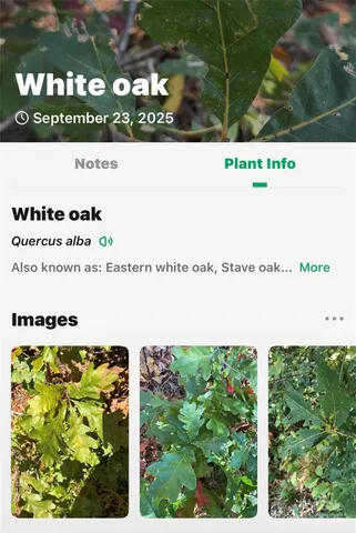 $225,000 | 366 Boland Drive, Lake Lure, NC 28746