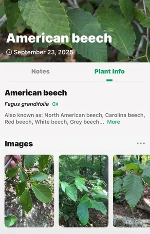 $225,000 | 366 Boland Drive, Lake Lure, NC 28746