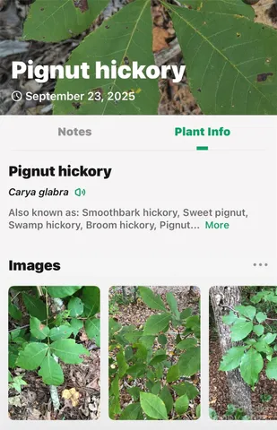 $225,000 | 366 Boland Drive, Lake Lure, NC 28746