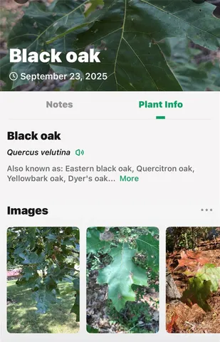 $225,000 | 366 Boland Drive, Lake Lure, NC 28746