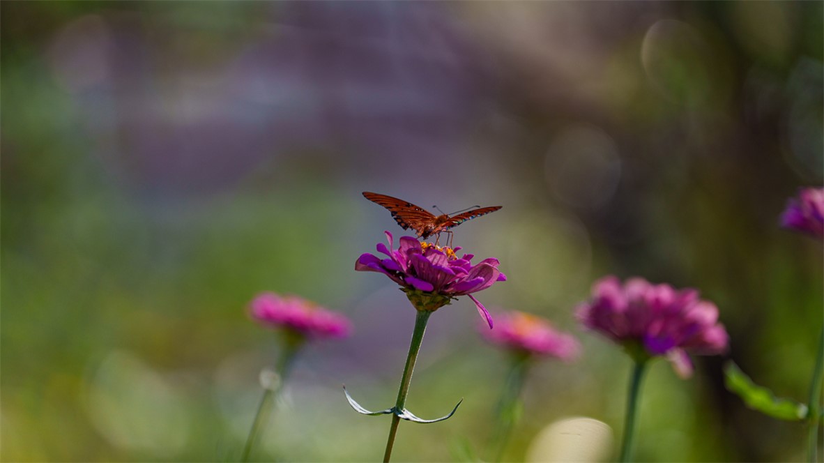 11258 Providence Road Hearne, TX 77859 - Photo 27 of 39 a view of a flower