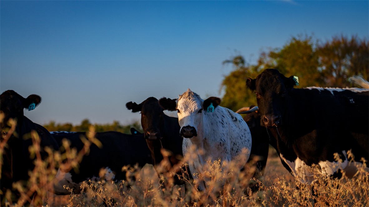 11258 Providence Road Hearne, TX 77859 - Photo 32 of 39 a view of a entryway