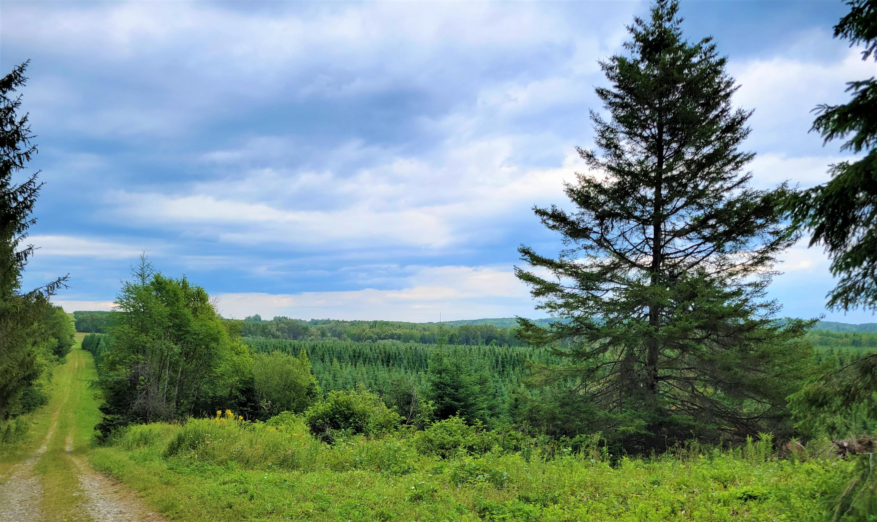 Map38-lot3 Doucette Road Grand Isle, ME 04746 - Photo 13 of 25 14