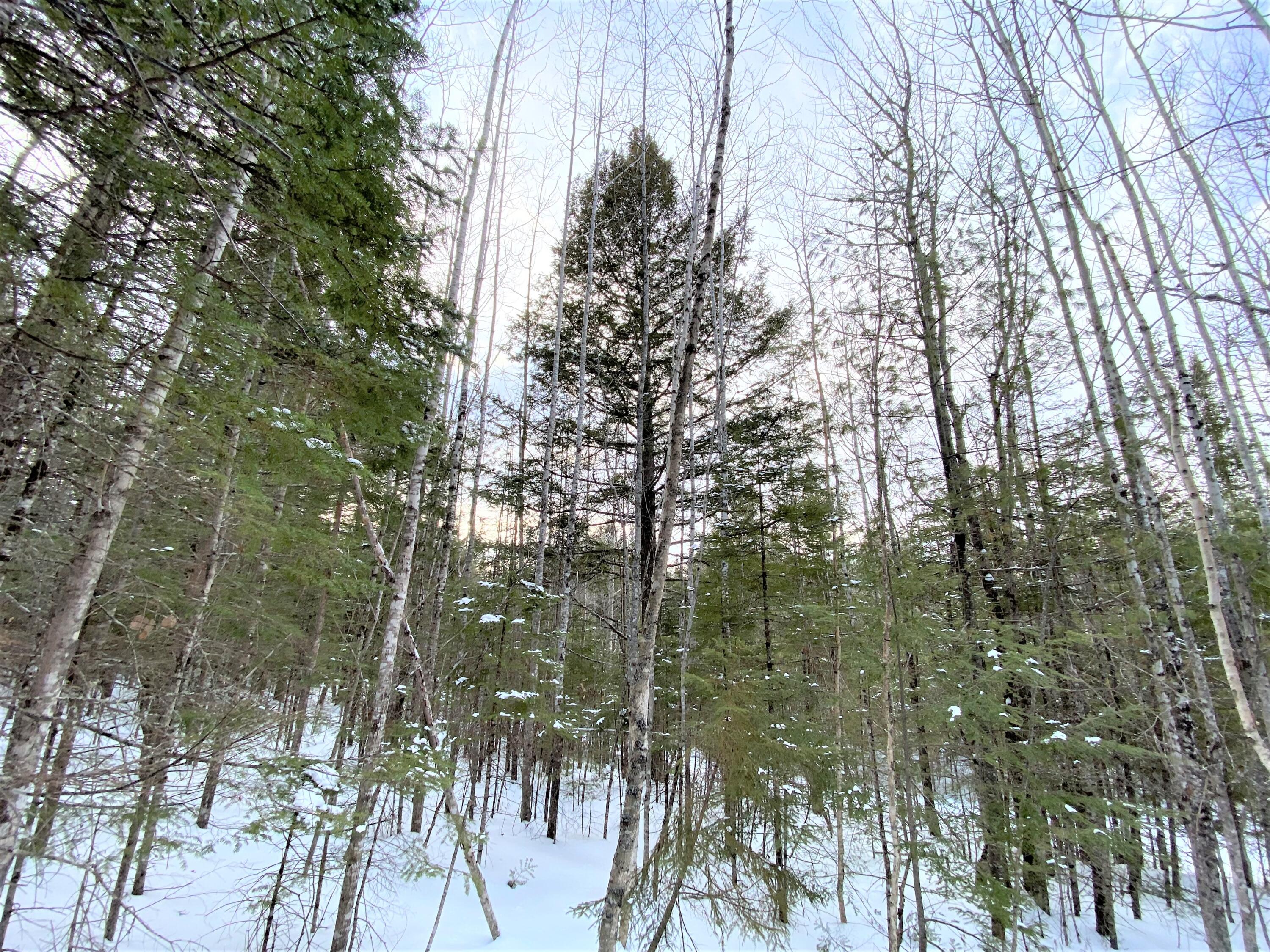 0 Fogg Brook Road Burlington, ME 04417 - Photo 15 of 25 IMG_2571