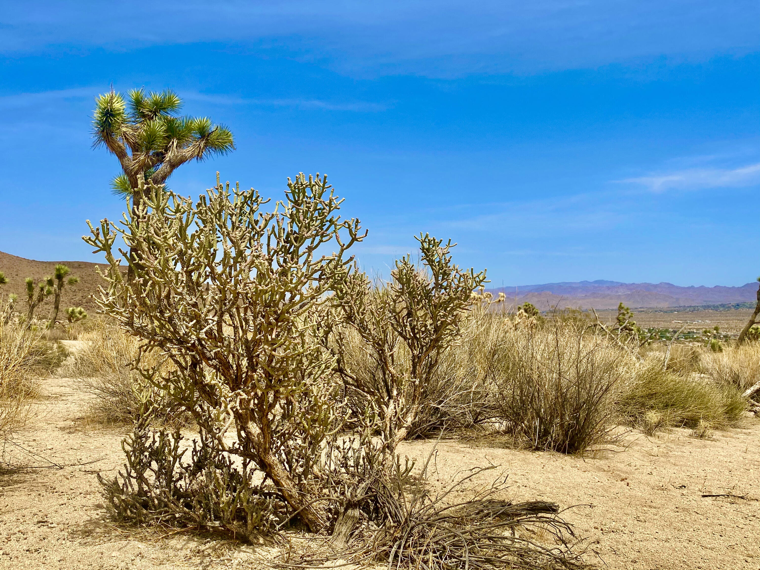 104 Bandera Road Yucca Valley, CA 92284 - Photo 18 of 48 IMG_3510