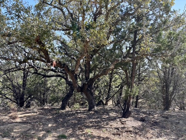 220 Estates Road Wimberley, TX 78676 - Photo 5 of 8