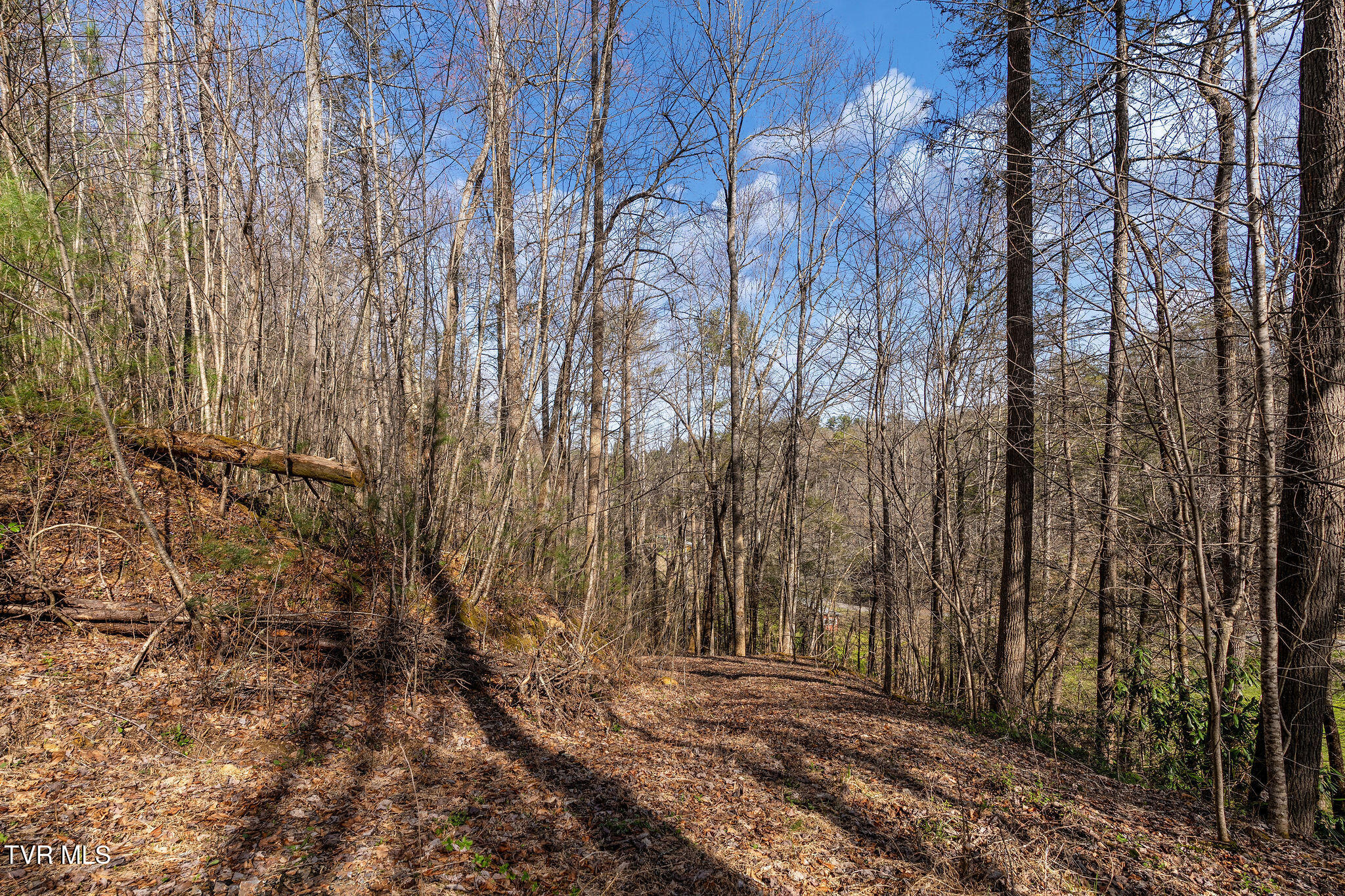 Tbd Raven Branch Road Del Rio, TN 37727 - Photo 27 of 29 DSC08853