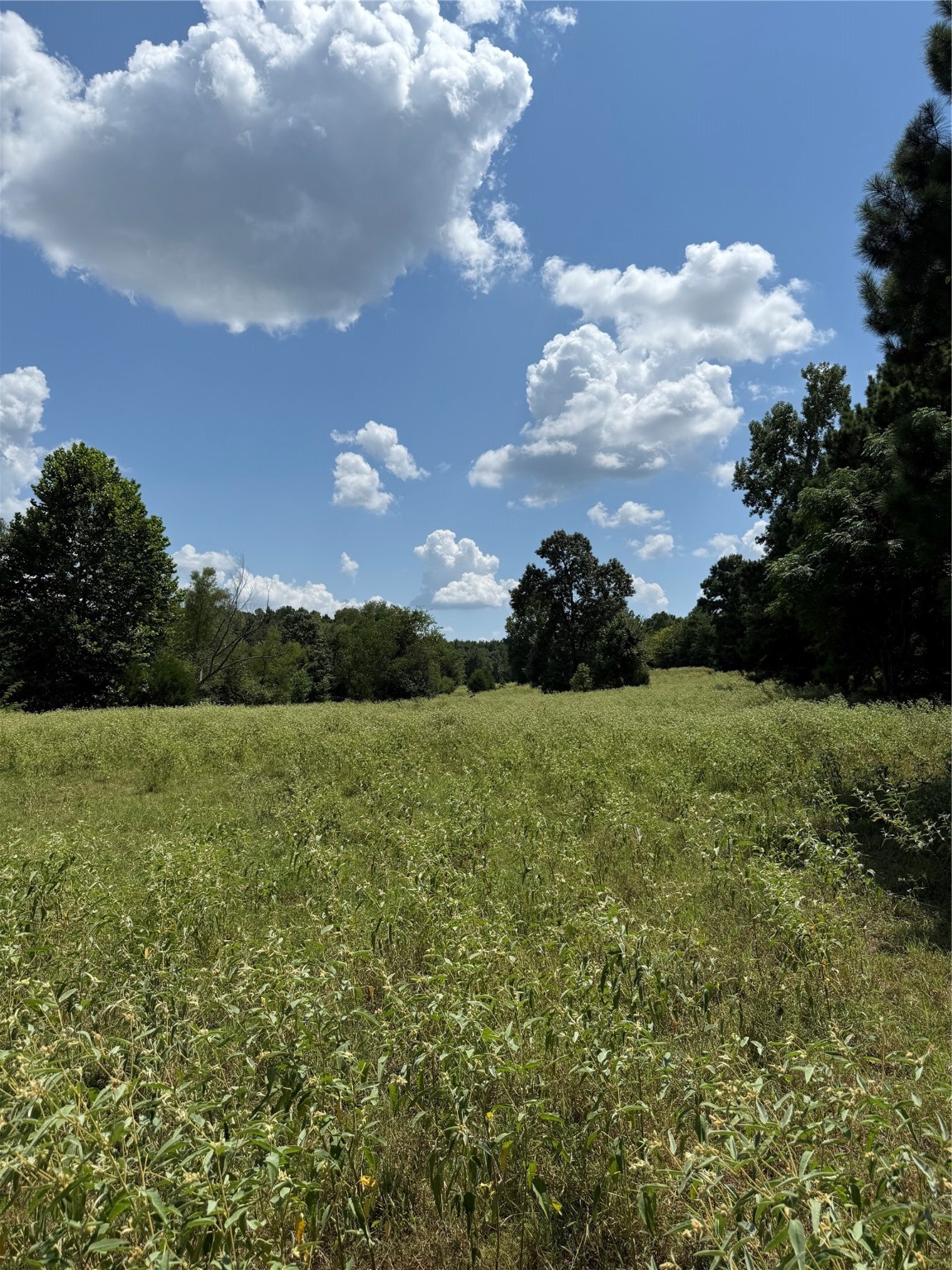 3501 Rd Jacksonville Tx 75766 Road Jacksonville, TX 75766 - Photo 8 of 16
