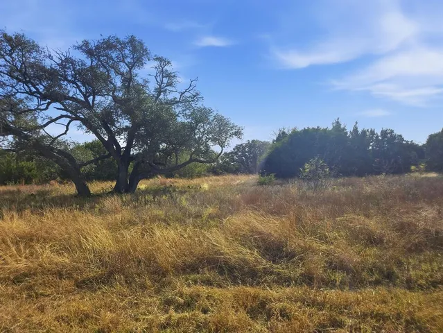 a view of a yard with a tree