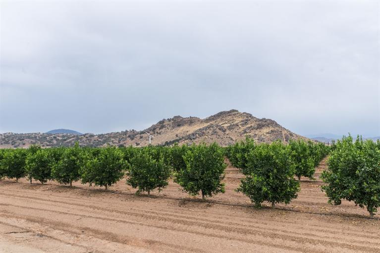 4663 Cove Road Reedley, CA 93654 - Photo 30 of 32 Gallery Image 30