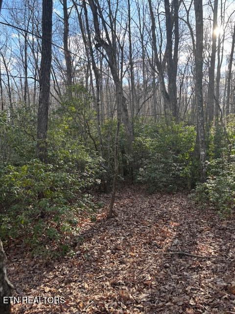 Cliff Park Road Monterey, TN 38574 - Photo 20 of 22 Mountain Laurel