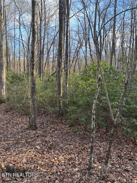 Cliff Park Road Monterey, TN 38574 - Photo 21 of 22 More mountain Laurel