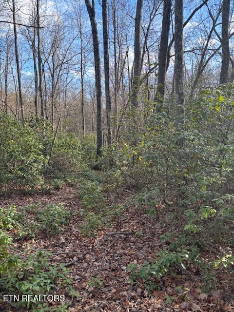 Cliff Park Road Monterey, TN 38574 - Photo 22 of 22 Mountain Laurel2