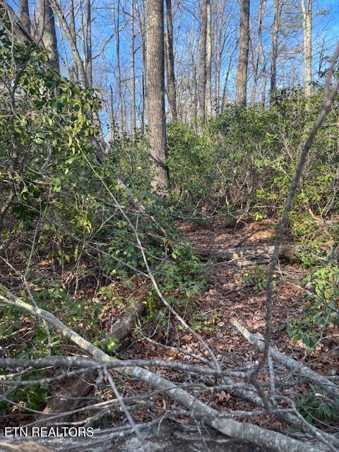 Cliff Park Road Monterey, TN 38574 - Photo 4 of 22 Path to back of property