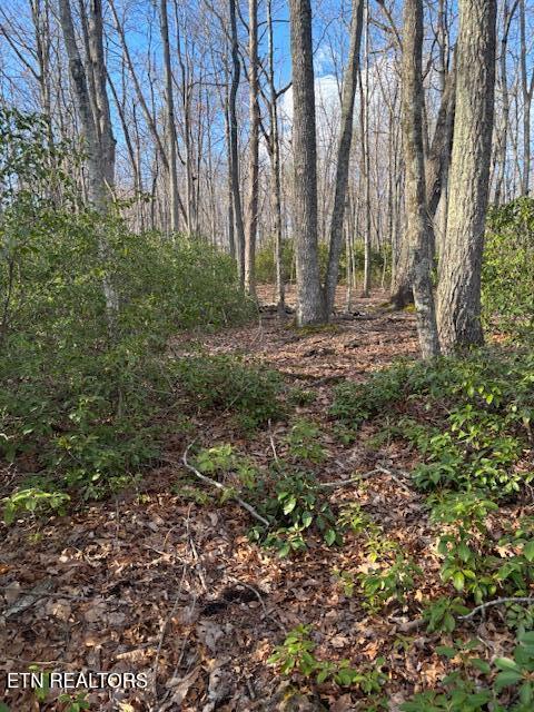 Cliff Park Road Monterey, TN 38574 - Photo 6 of 22 Path to back of property3