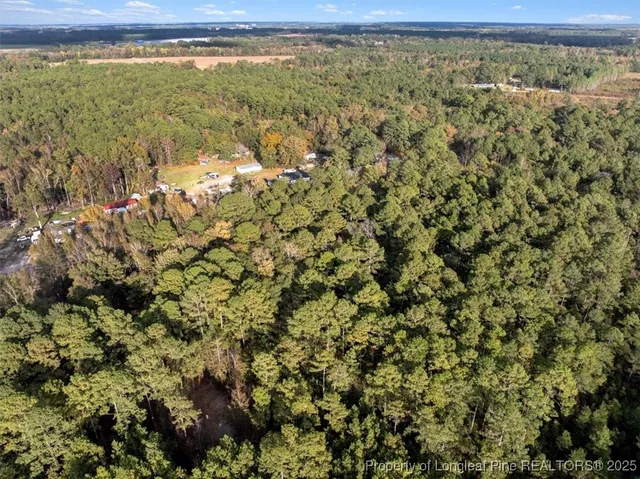 a view of a forest from a yard