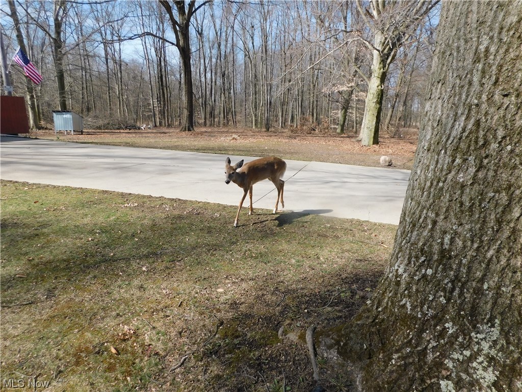 4005 Weilacher Road Southwest Warren, OH 44481 - Photo 33 of 33 Friendly neighbor!