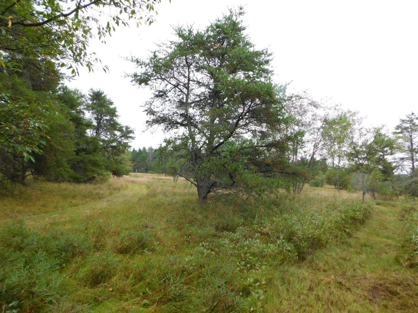 5137 Meridian Road Lewiston, MI 49756 - Photo 45 of 56 Gallery Image 45