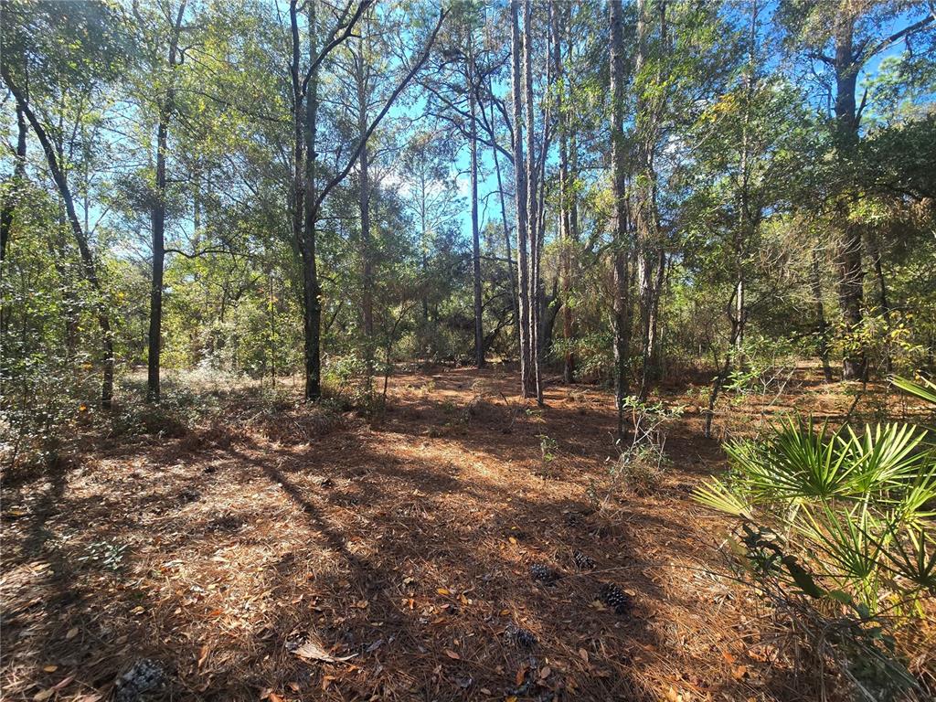 11370 North Ortega Point Dunnellon, FL 34433 - Photo 4 of 9 a view of outdoor space with trees