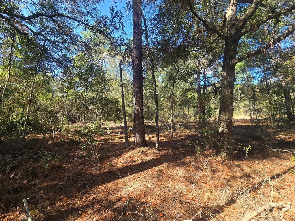 11370 North Ortega Point Dunnellon, FL 34433 - Photo 5 of 9 a view of outdoor space with trees