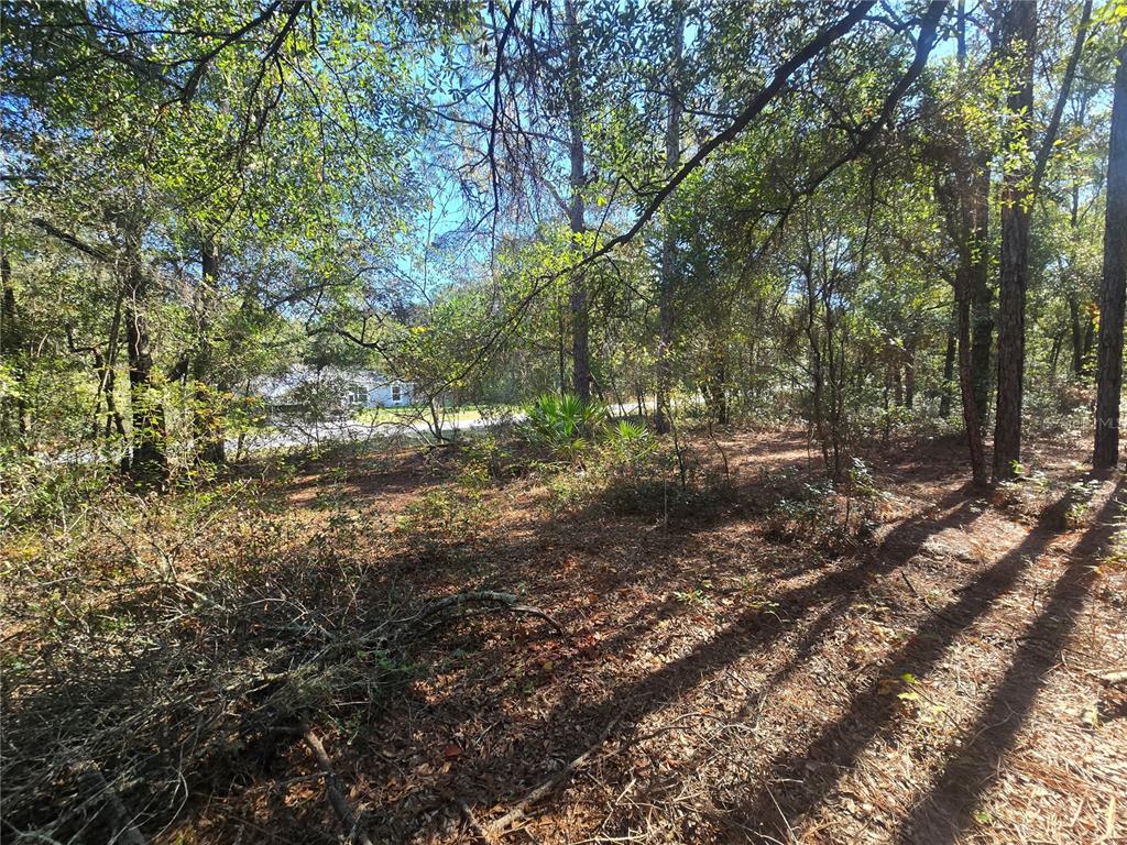 11370 North Ortega Point Dunnellon, FL 34433 - Photo 6 of 9 a view of outdoor space and trees