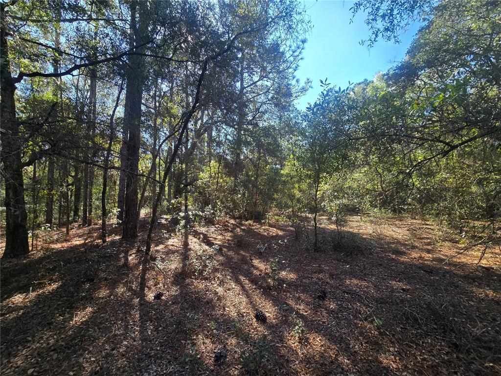11370 North Ortega Point Dunnellon, FL 34433 - Photo 7 of 9 a view of a forest with trees