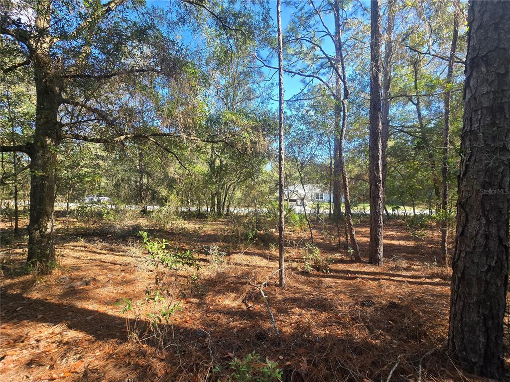 11370 North Ortega Point Dunnellon, FL 34433 - Photo 8 of 9 a backyard of a house with lots of green space