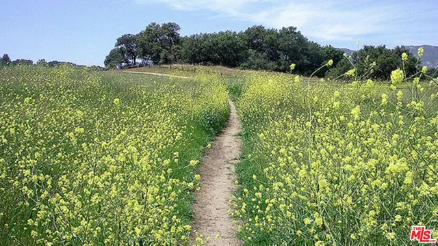 a view of a garden with a pathway