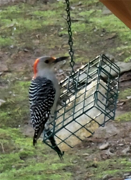 224 Chimney Sweep Trail Fairmount, GA 30139 - Photo 46 of 54