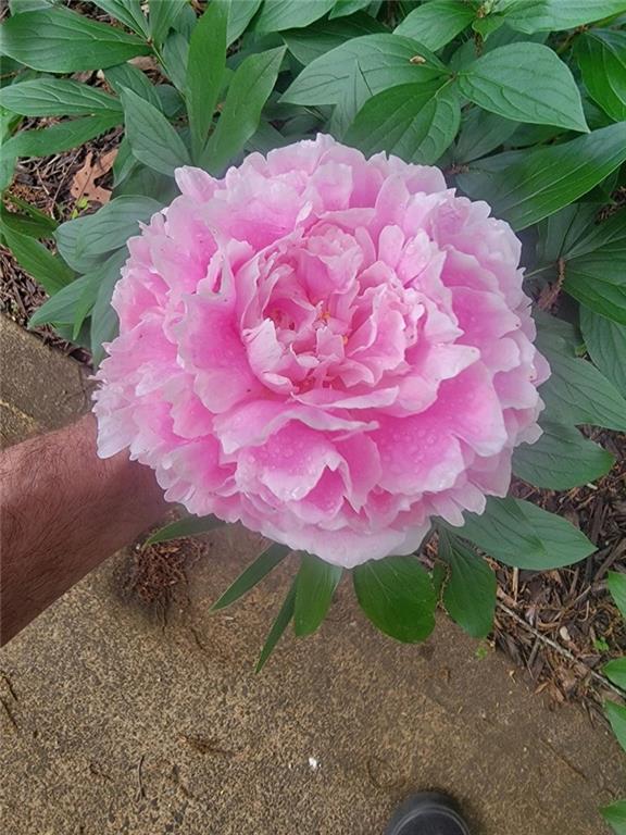 224 Chimney Sweep Trail Fairmount, GA 30139 - Photo 48 of 54