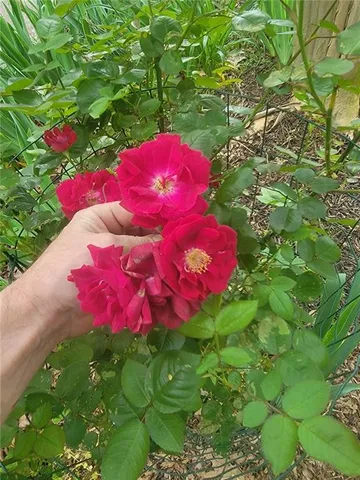 $365,000 | 224 Chimney Sweep Trail, Fairmount, GA 30139