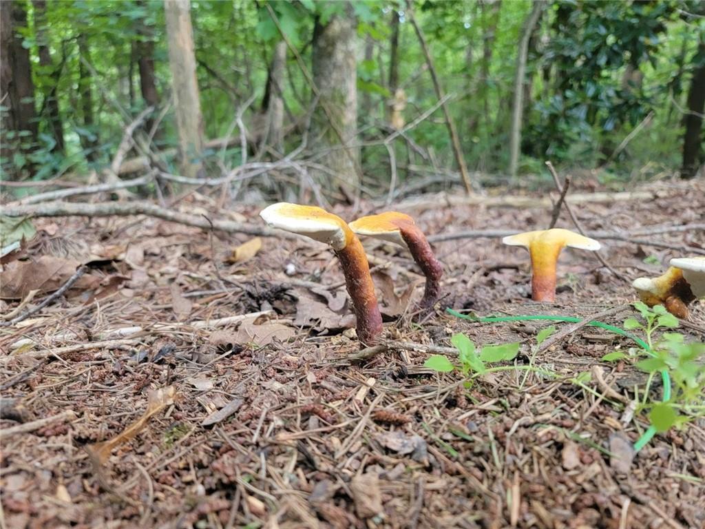224 Chimney Sweep Trail Fairmount, GA 30139 - Photo 51 of 54