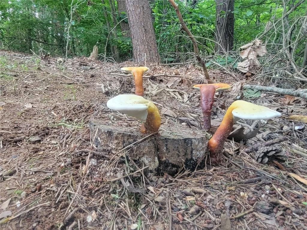 224 Chimney Sweep Trail Fairmount, GA 30139 - Photo 52 of 54