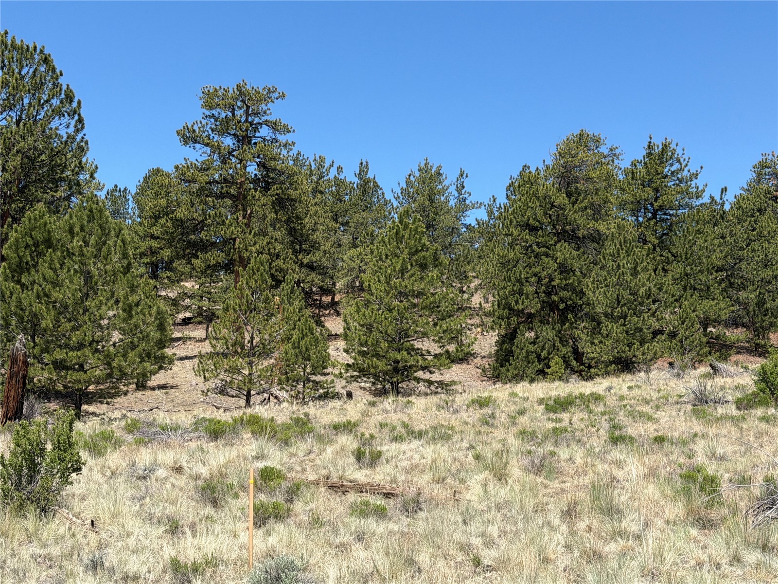 595 Bridle Path Hartsel, CO 80449 - Photo 10 of 23