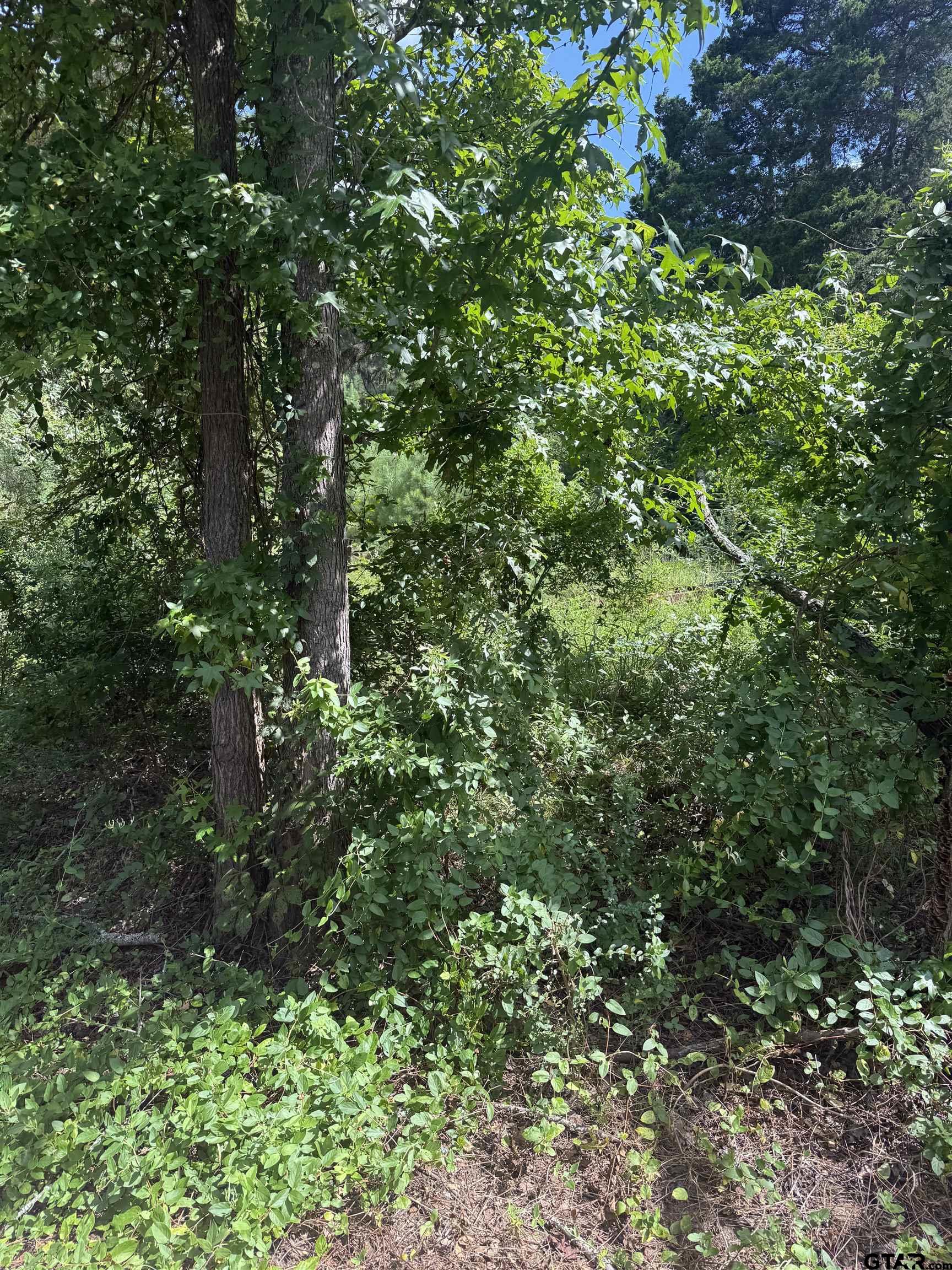 550 Whip O Will Road Gilmer, TX 75645 - Photo 3 of 6