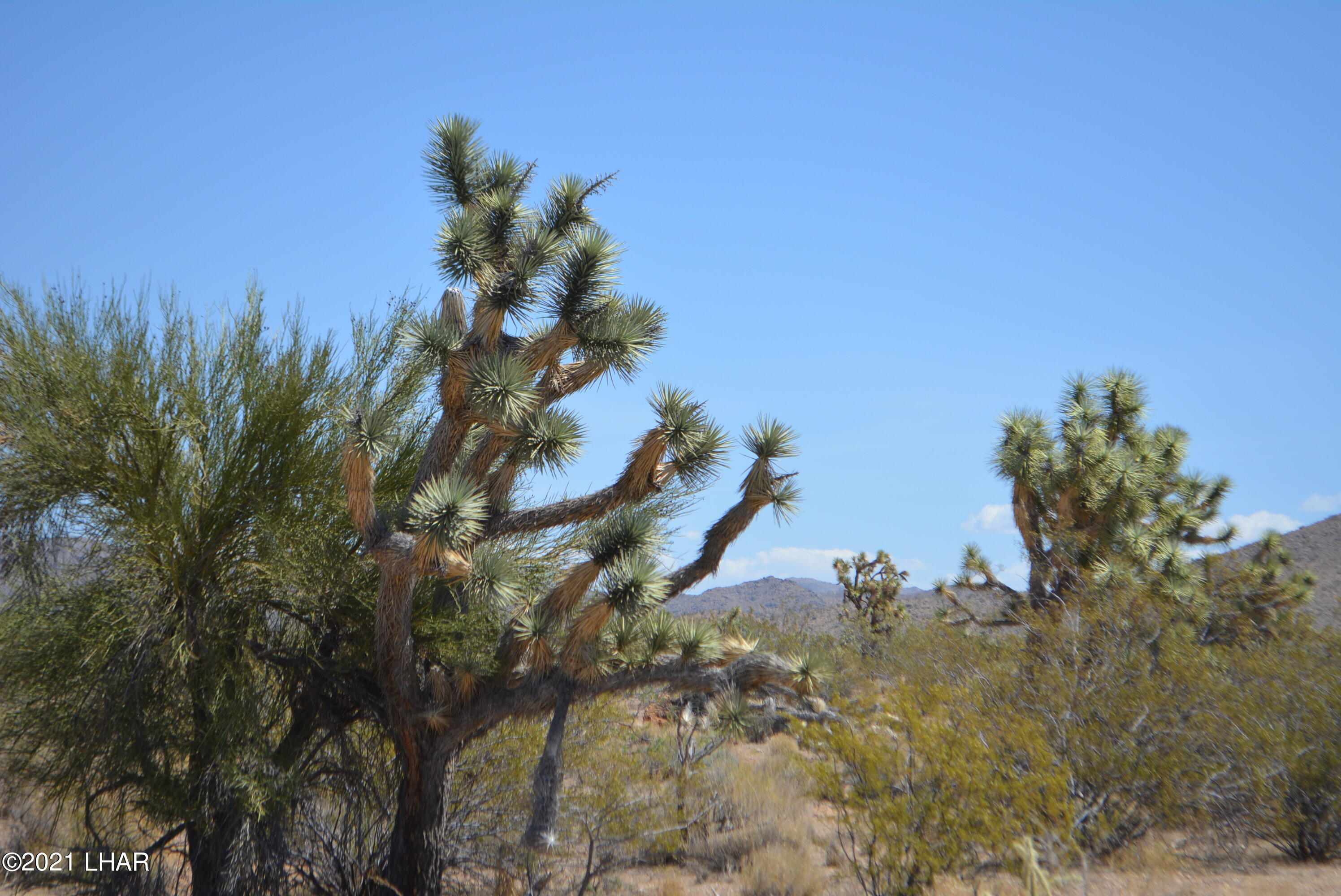 2089 South Roadrunner Road Yucca, AZ 86438 - Photo 11 of 60 DSC_0297