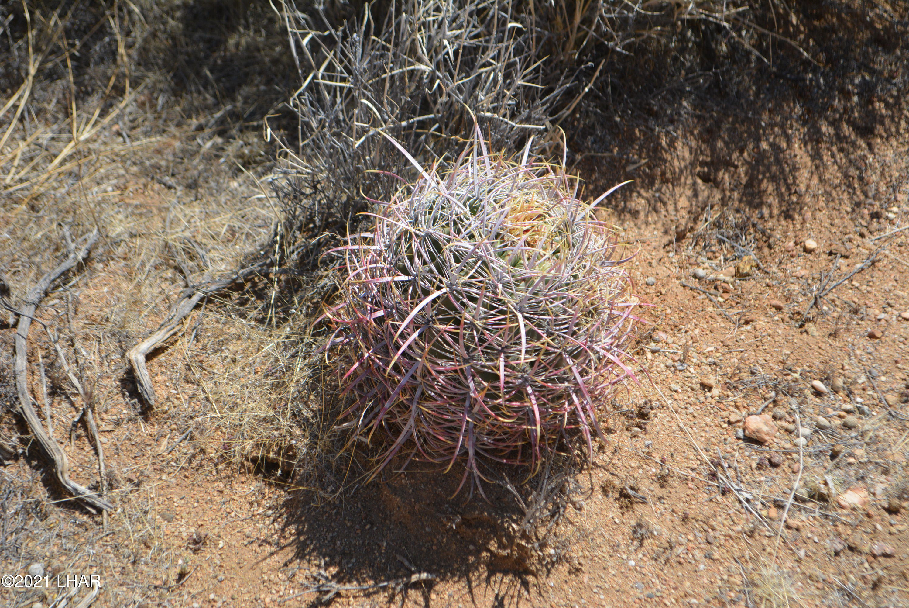 2089 South Roadrunner Road Yucca, AZ 86438 - Photo 17 of 60 DSC_0303