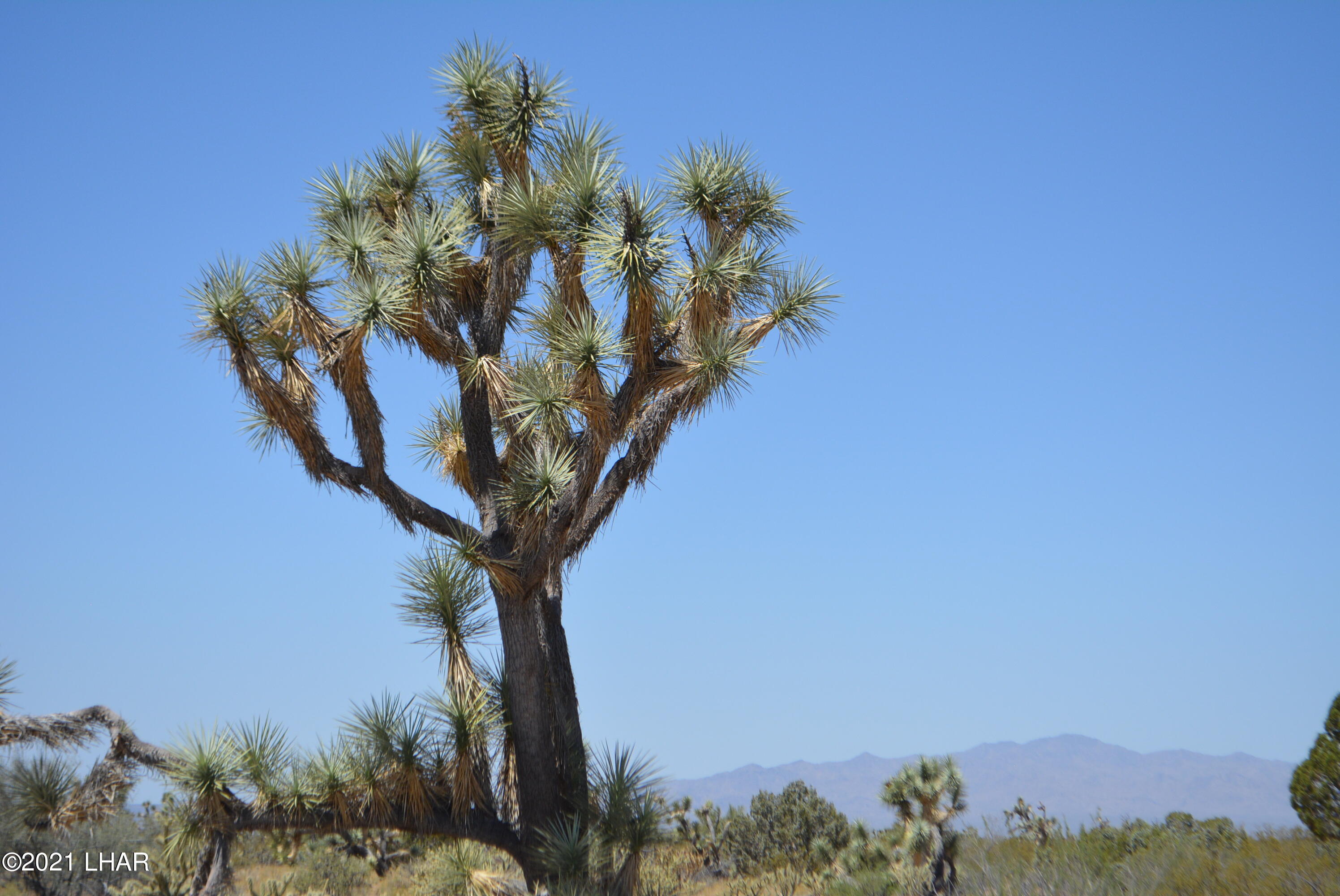2089 South Roadrunner Road Yucca, AZ 86438 - Photo 2 of 60 DSC_0287