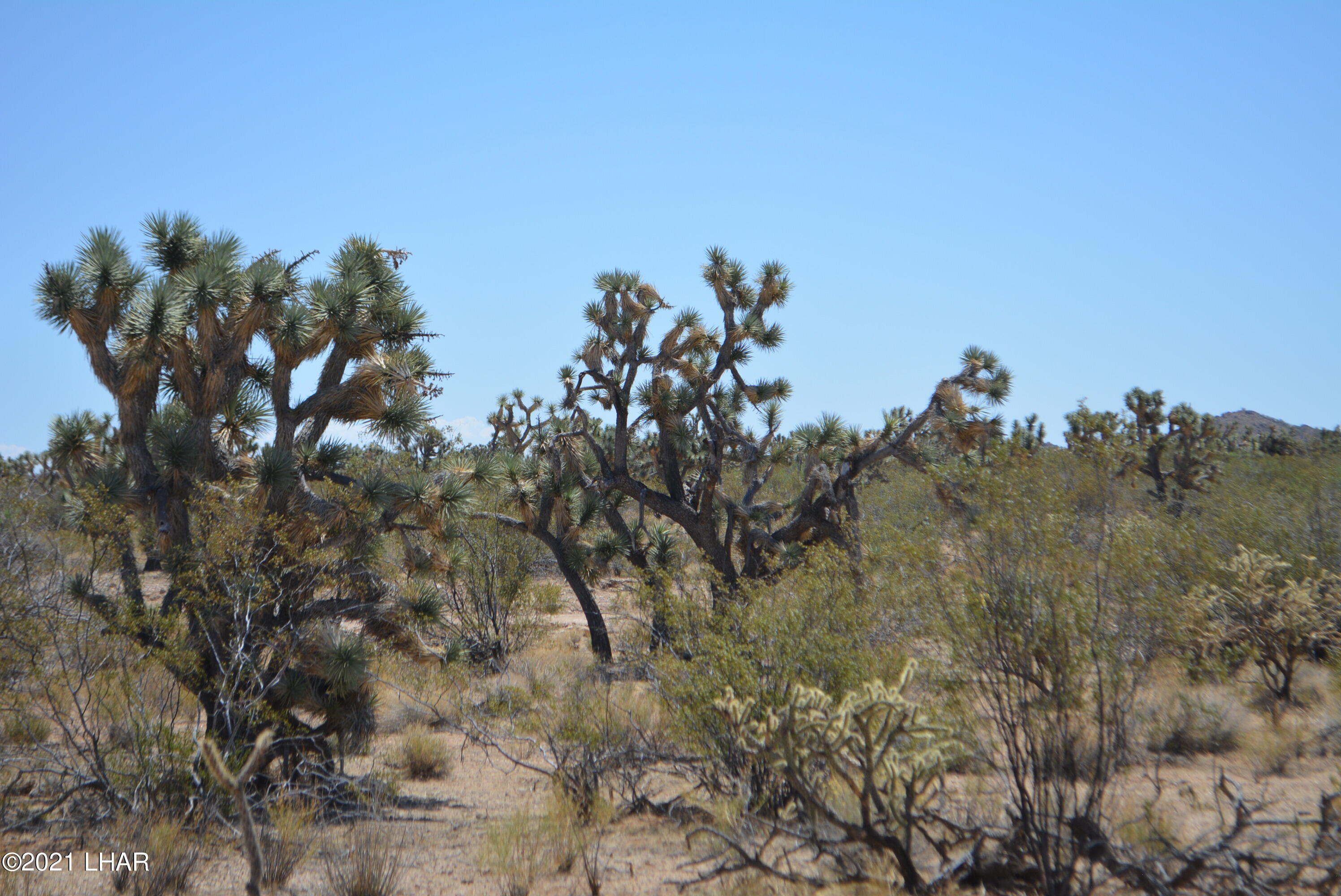 2089 South Roadrunner Road Yucca, AZ 86438 - Photo 26 of 60 DSC_0312