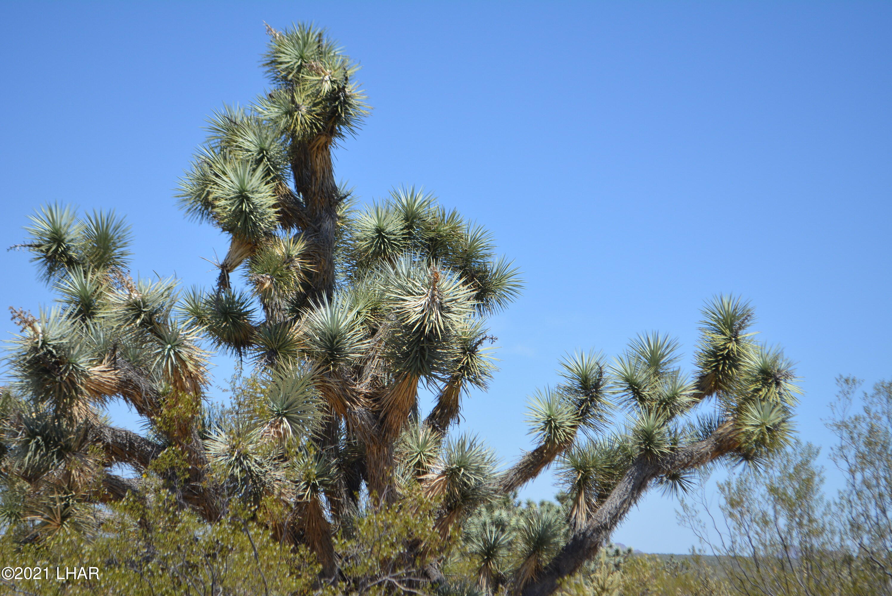 2089 South Roadrunner Road Yucca, AZ 86438 - Photo 30 of 60 DSC_0316
