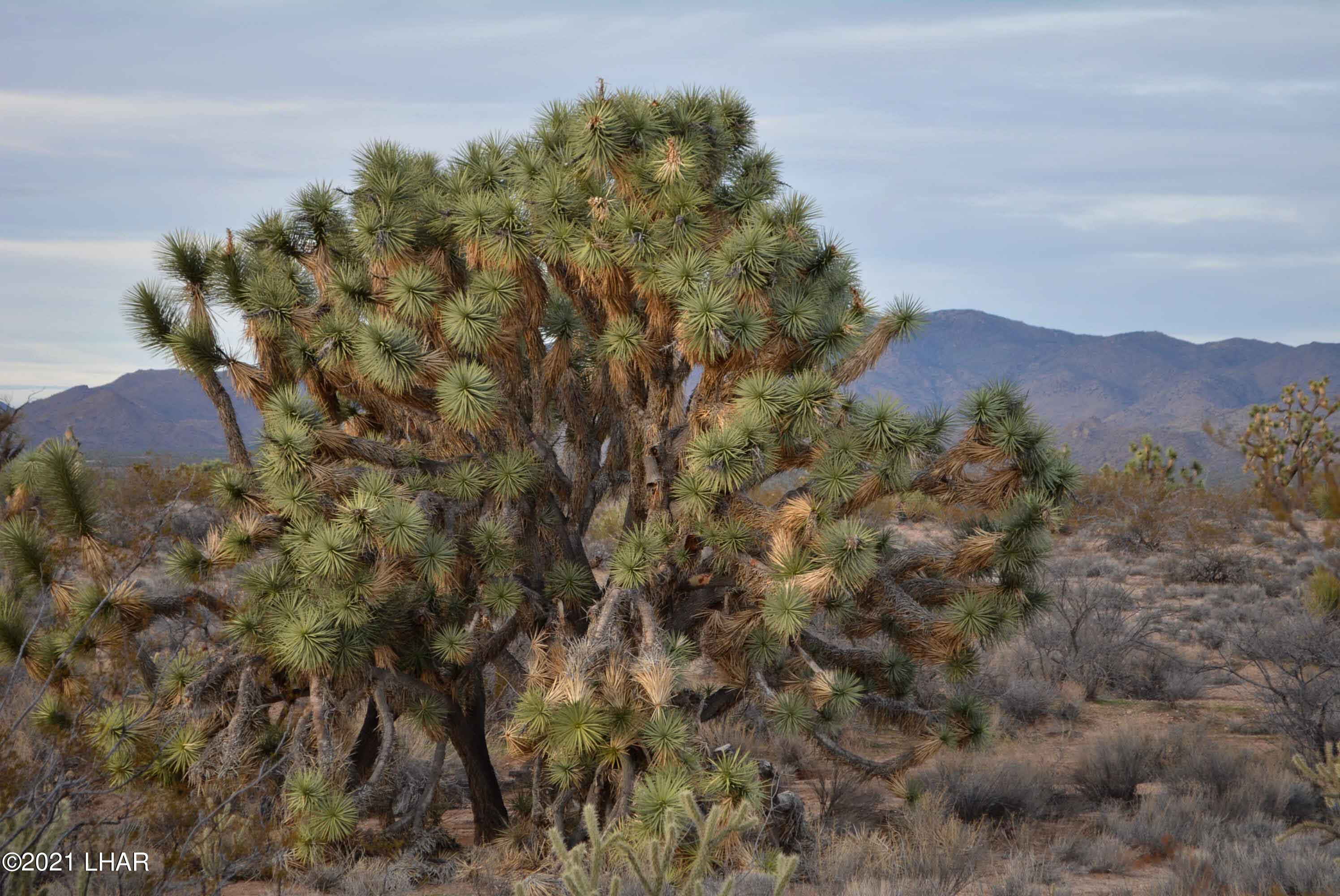 2089 South Roadrunner Road Yucca, AZ 86438 - Photo 34 of 60 DSC_0493