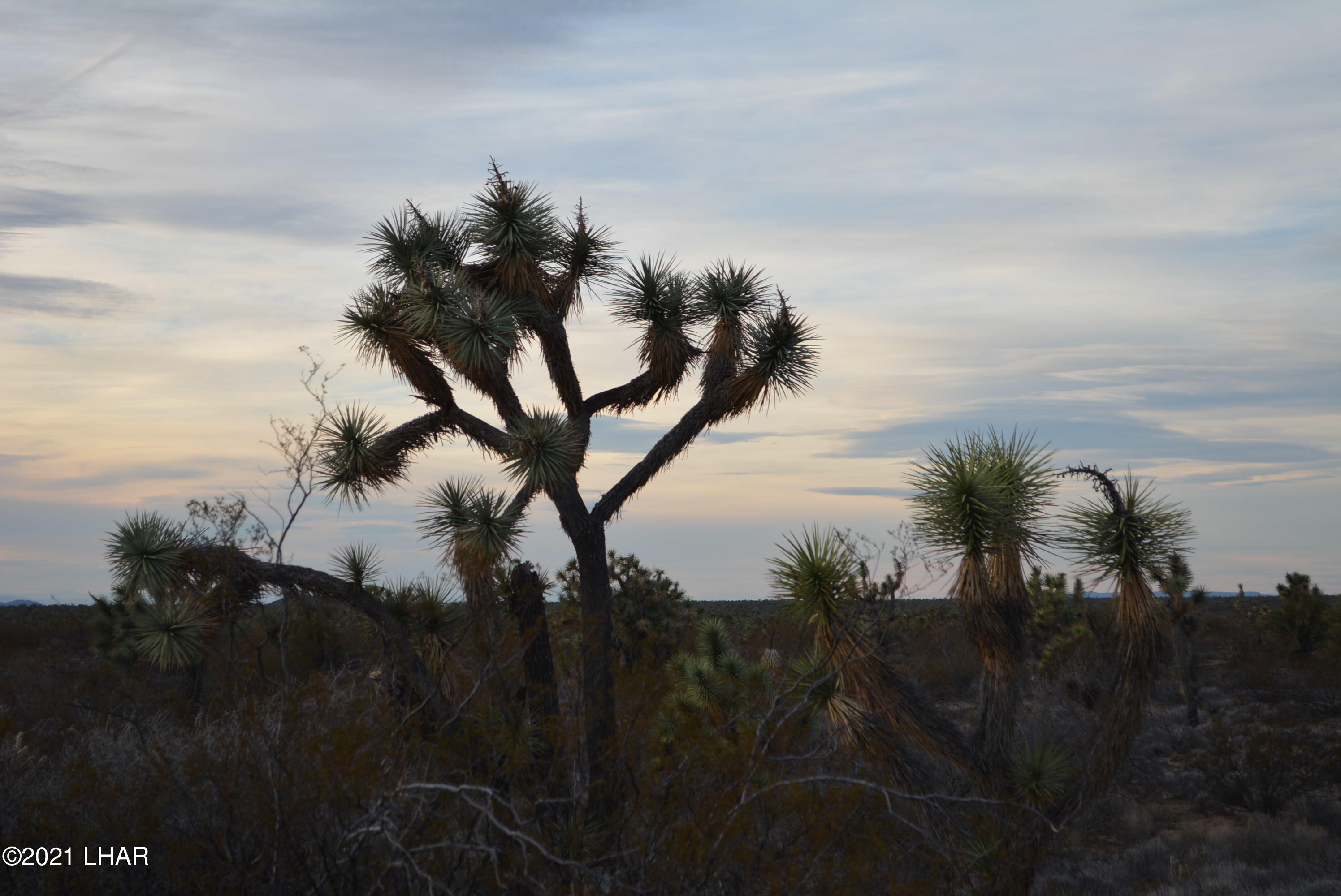 2089 South Roadrunner Road Yucca, AZ 86438 - Photo 37 of 60 DSC_0501
